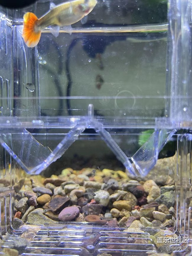 【萌萌的寵物】小魚兒