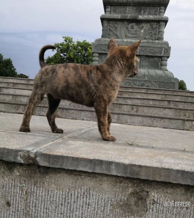 【萌萌的寵物】小狗子