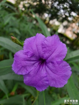 【金秋時(shí)節(jié)】+秋天的花