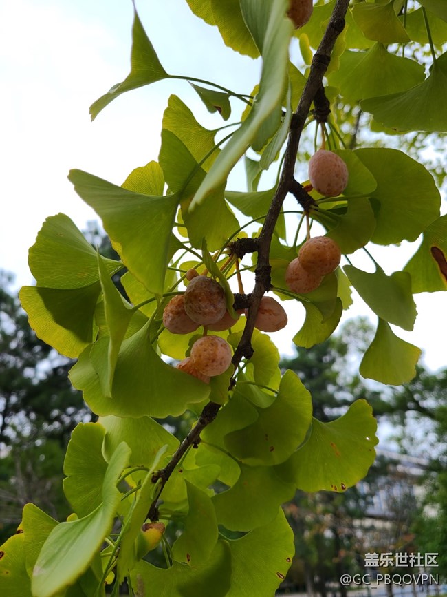 【五顏六色的秋天】秋天的顏色
