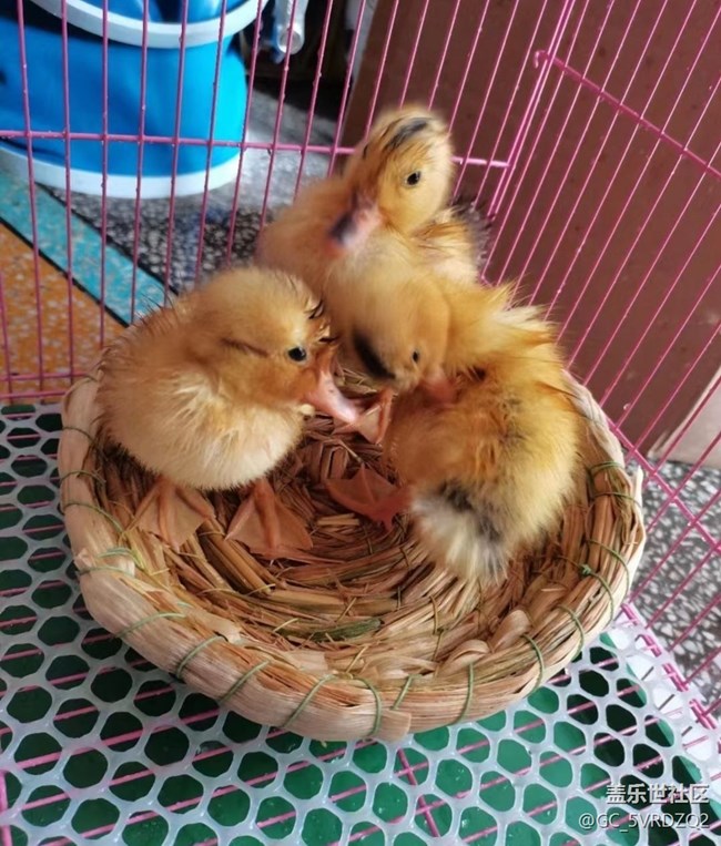 【萌萌的寵物】小鴨子