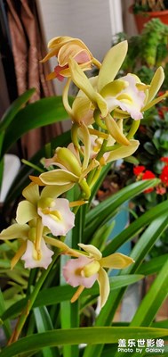 花開花落花滿天