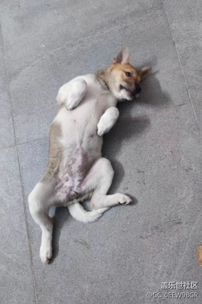 【萌萌的寵物】土狗