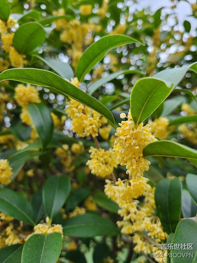 【五顏六色的秋天】秋天的顏色