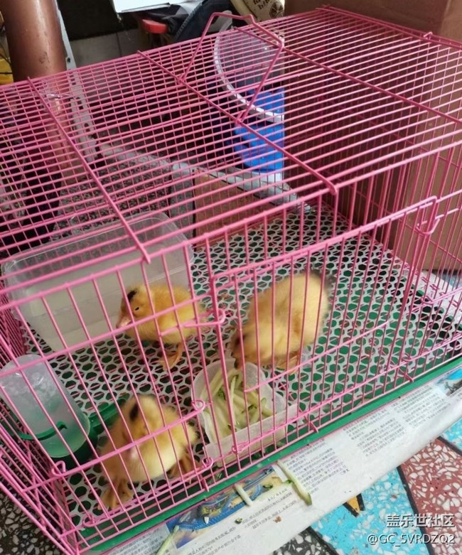 【萌萌的寵物】小鴨子