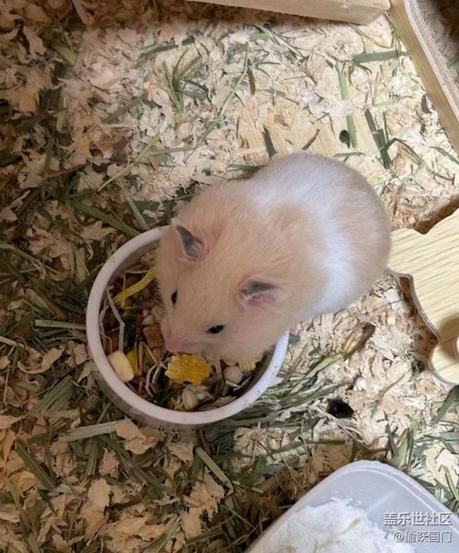 【萌萌的寵物】鼠鼠