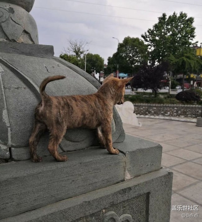 【萌萌的寵物】小狗子