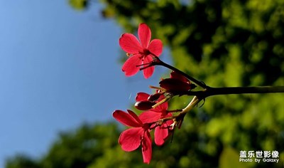 湛藍天空下的嬌艷