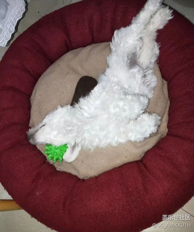 【萌萌的寵物】狗狗