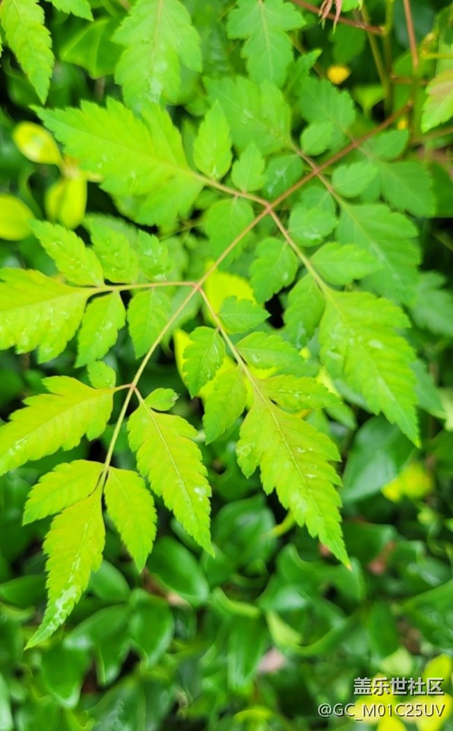 【最美秋色醉人心】秋葉