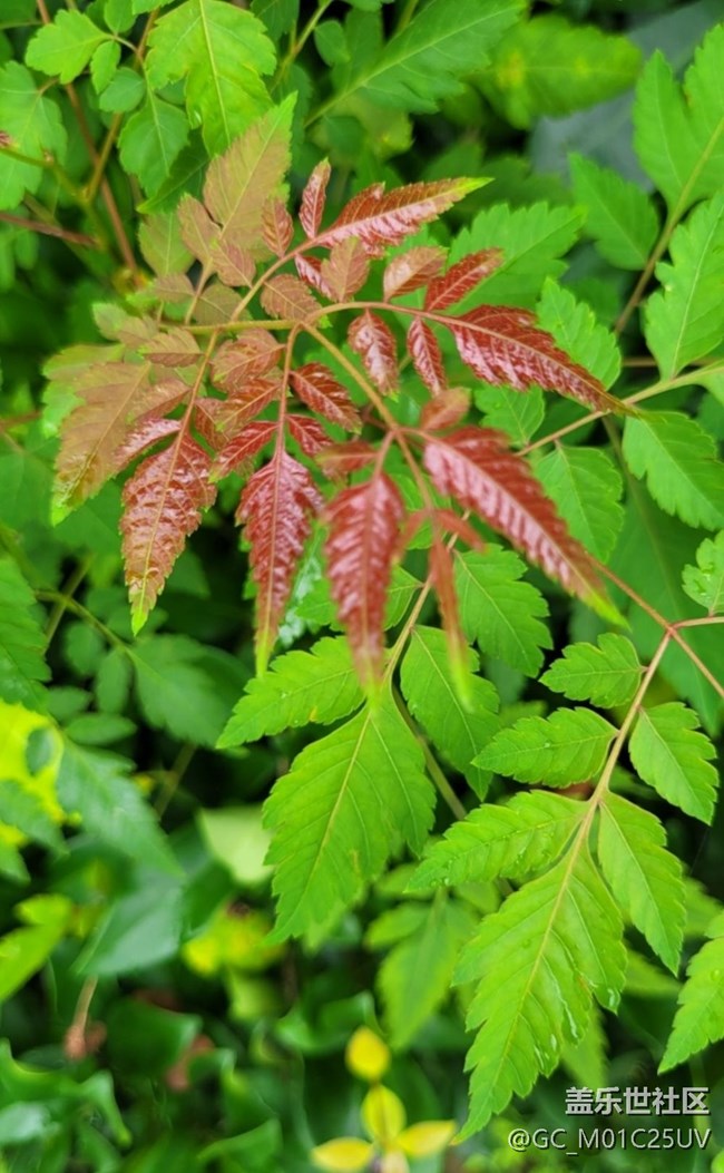 【最美秋色醉人心】秋葉