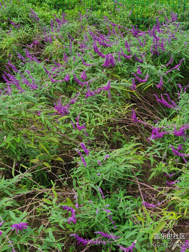 【五顏六色的秋天】滿(mǎn)園秋色