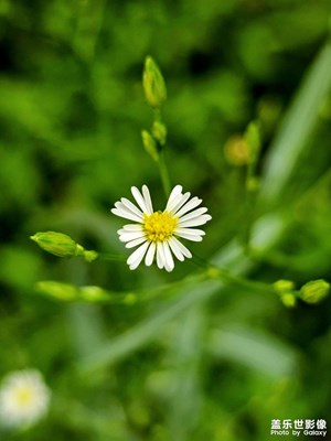 【金秋時(shí)節(jié)】+午后隨拍