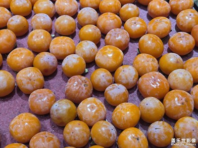 【金秋時節(jié)】+金秋豐收