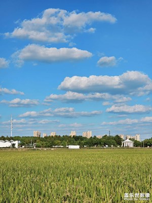 【金秋時節(jié)】+秋日稻田