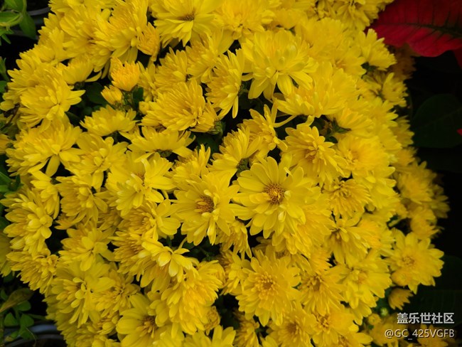 【五顏六色的秋天】滿(mǎn)園秋色