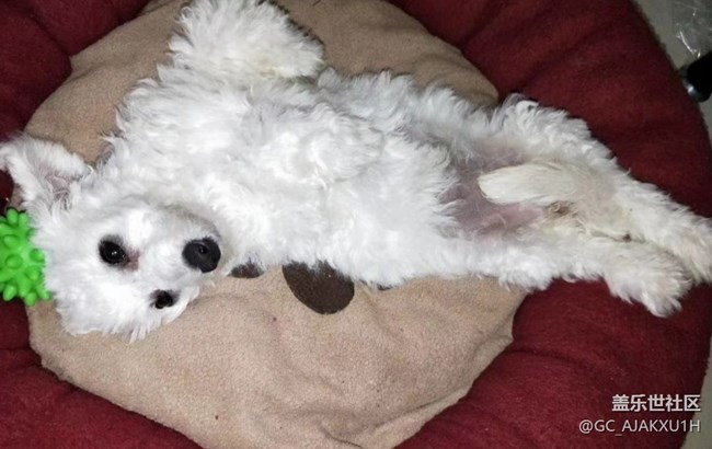 【萌萌的寵物】狗狗