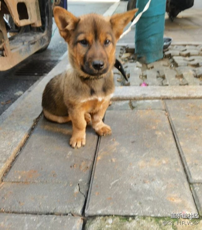 【萌萌的寵物】小狼狗