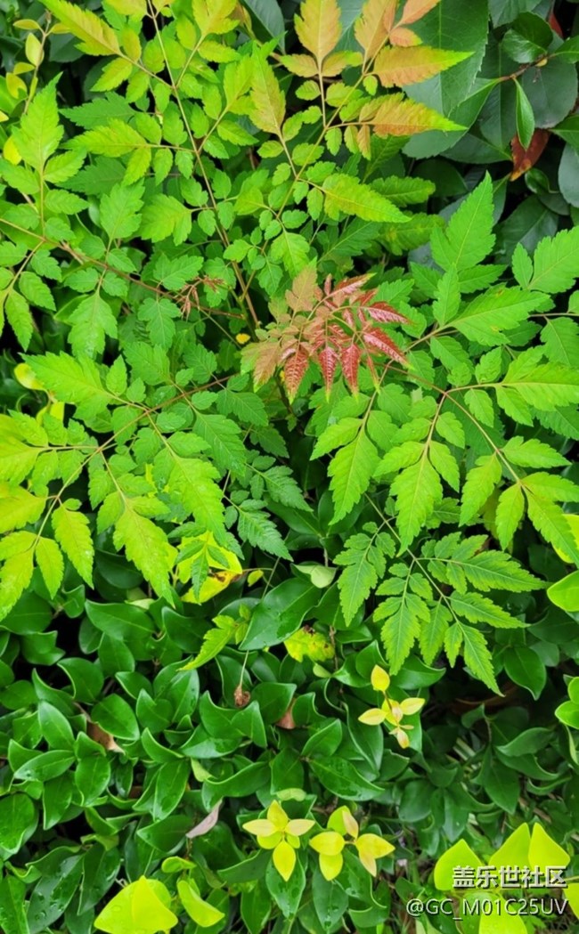 【最美秋色醉人心】秋葉