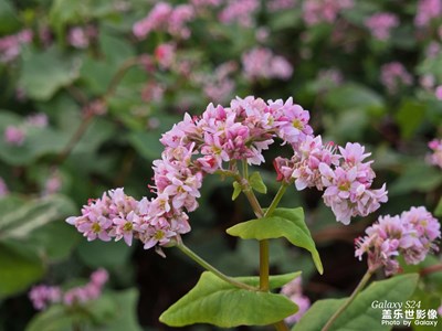 【金秋時節(jié)】+ 風景