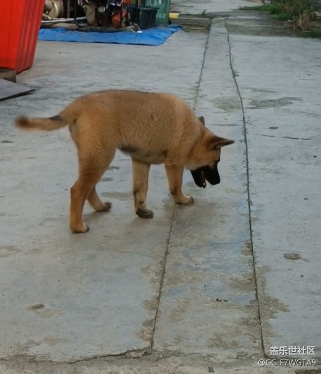 【萌萌的寵物】旺財(cái)