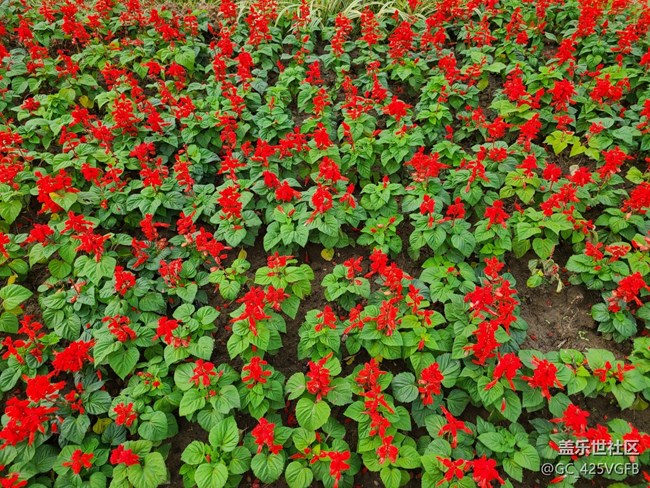 【五顏六色的秋天】滿(mǎn)園秋色