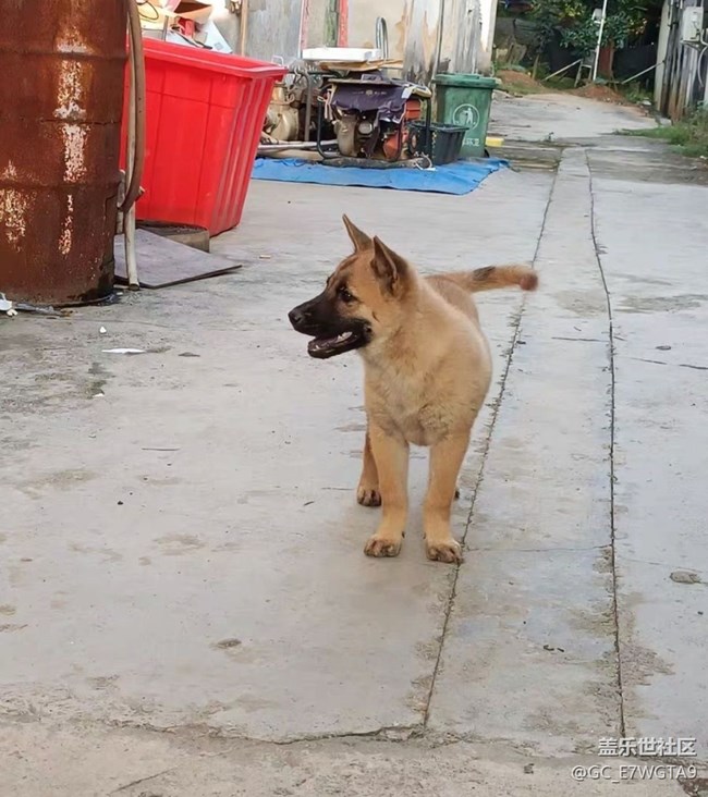 【萌萌的寵物】旺財(cái)