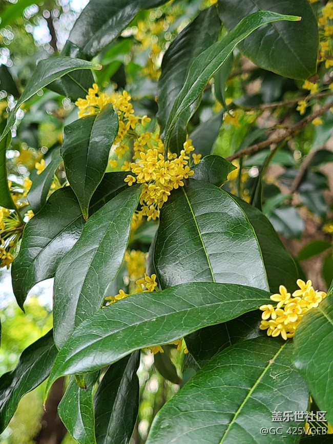 【五顏六色的秋天】滿(mǎn)園秋色