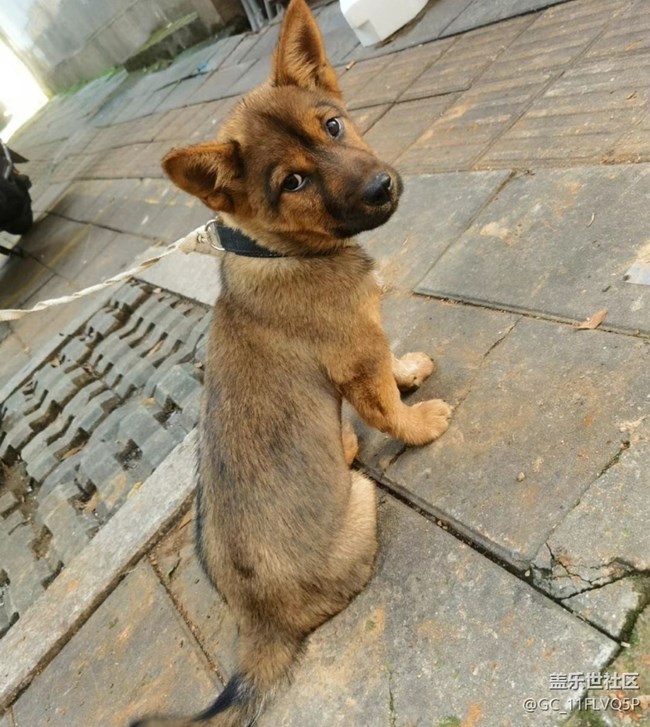 【萌萌的寵物】小狼狗