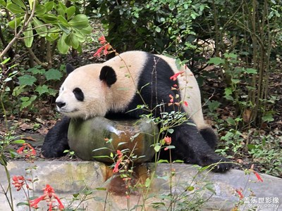 隨手拍