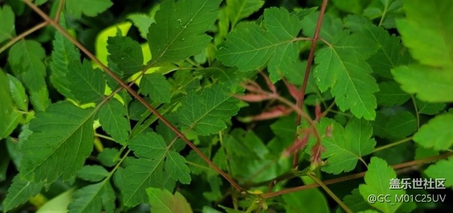 【最美秋色醉人心】秋葉