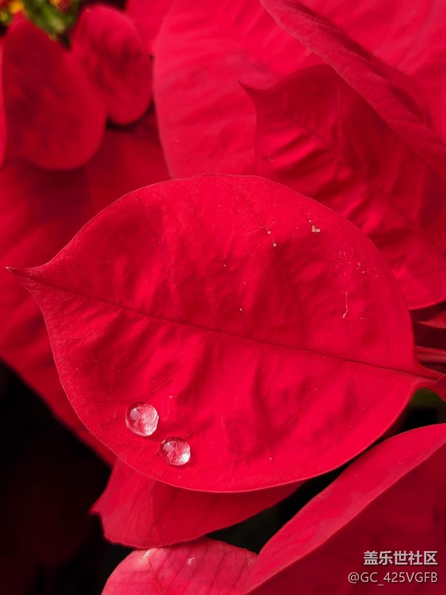 【五顏六色的秋天】滿(mǎn)園秋色