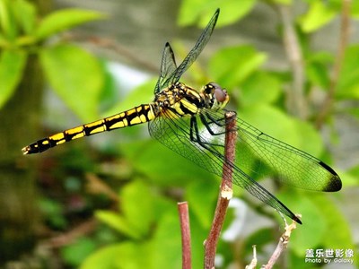 花園來了一只虎頭蜻