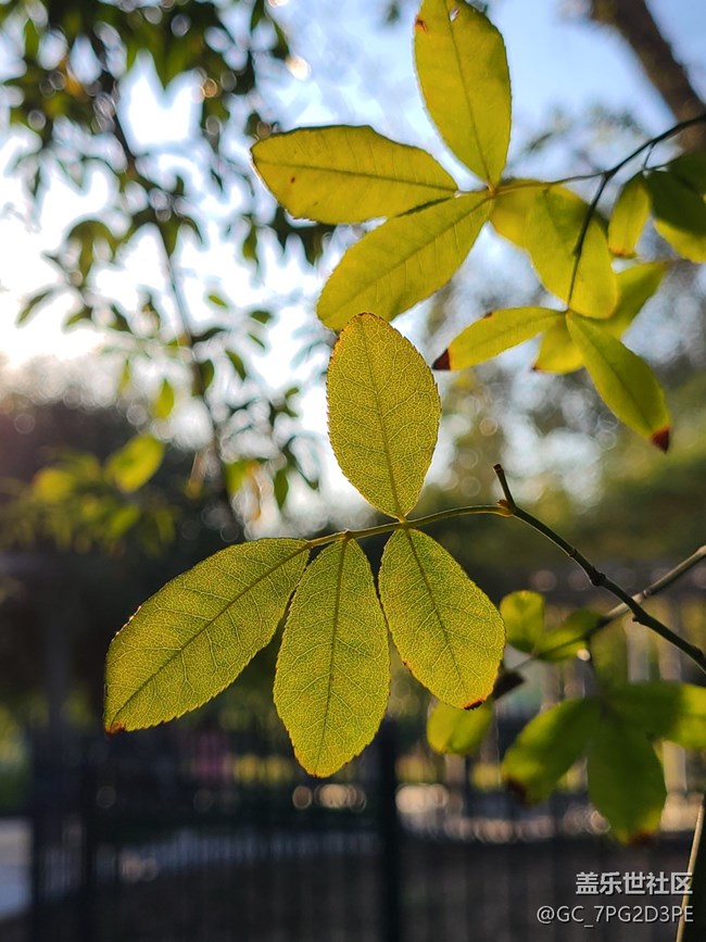 【微距下的秋色】+花和葉