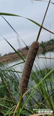 【靜美時分】隨手拍