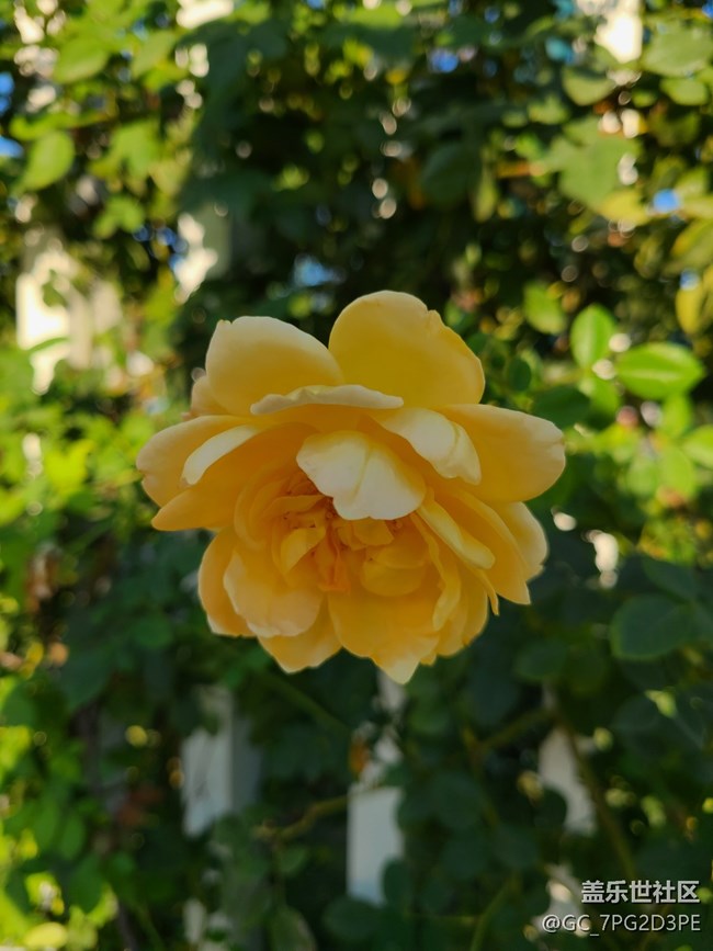 【微距下的秋色】+花和葉