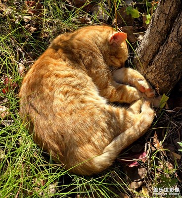 【靜美時分】+小小橘貓在陽光下秋日好眠