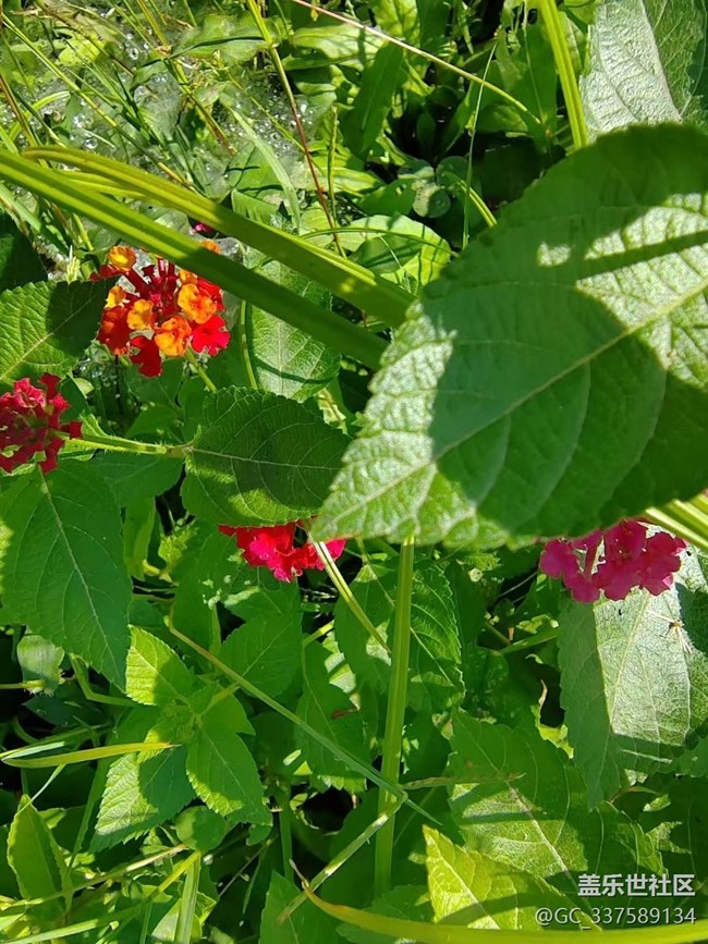 【Galaxy影像】自然的律動(dòng)+ 秋意濃