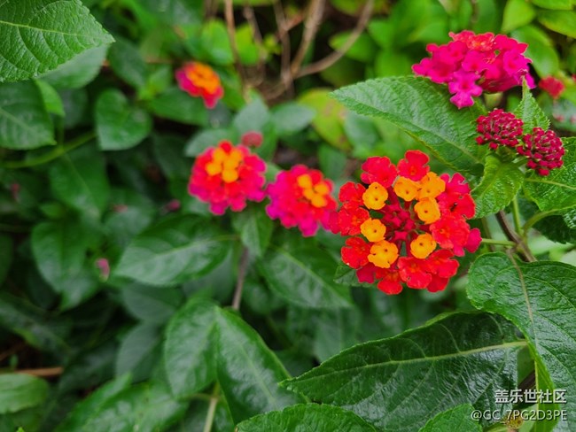 【五顏六色的秋天】秋日斑斕