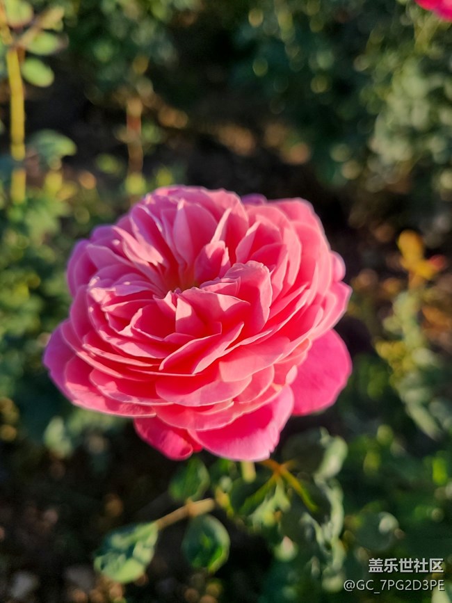 【微距下的秋色】+花和葉