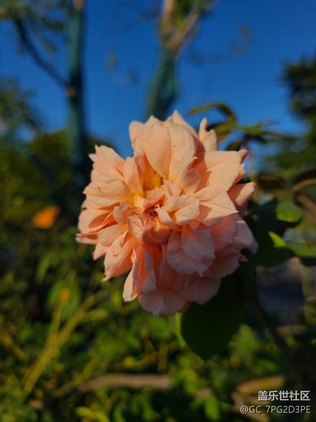 【微距下的秋色】+花和葉