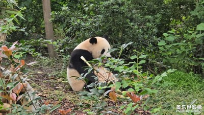 隨手拍