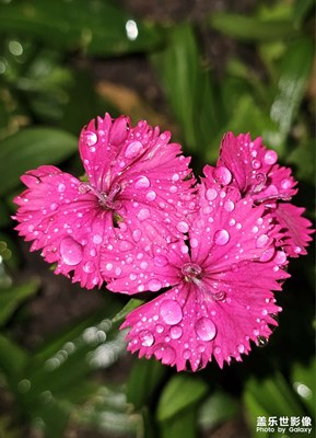 【靜美時分】+石竹花