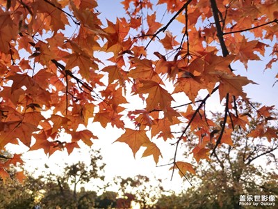 【靜美時分】+一葉知秋