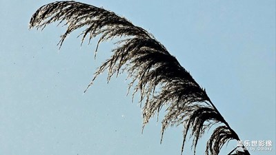 【靜美時分】甄選