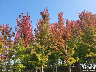 【靜美時分】+紅楓樹下