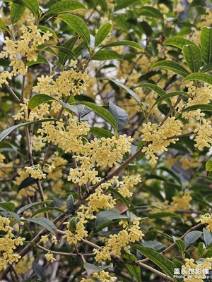 【靜美時分】桂花