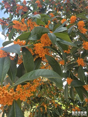 【靜美時(shí)分】金桂