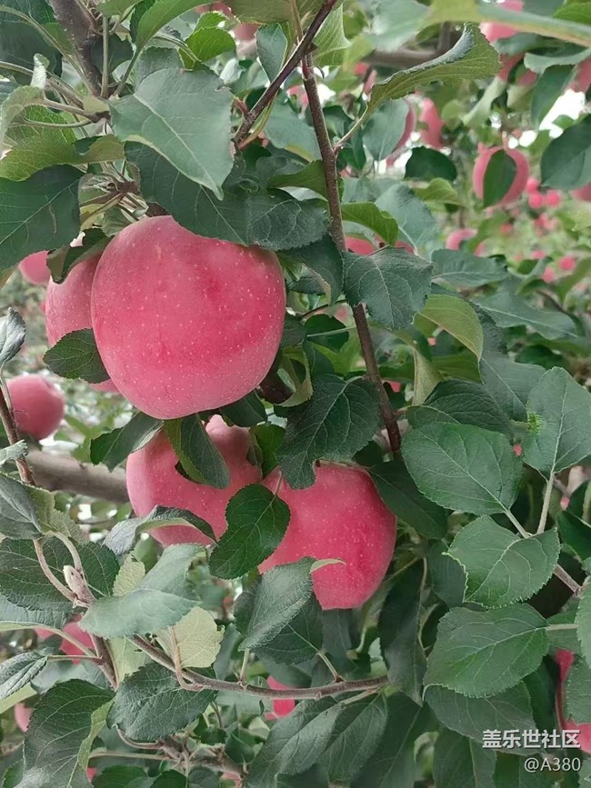 【最美秋色醉人心】蘋果樹