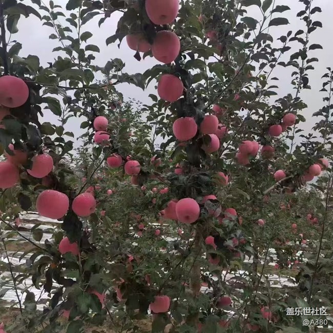 【最美秋色醉人心】蘋果樹